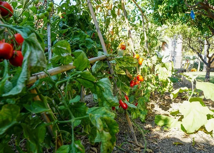 Caterina - Solemar Sicilia *