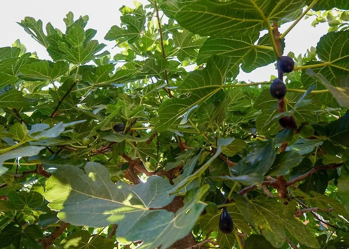 Caterina - Solemar Sicilia Lejlighed *