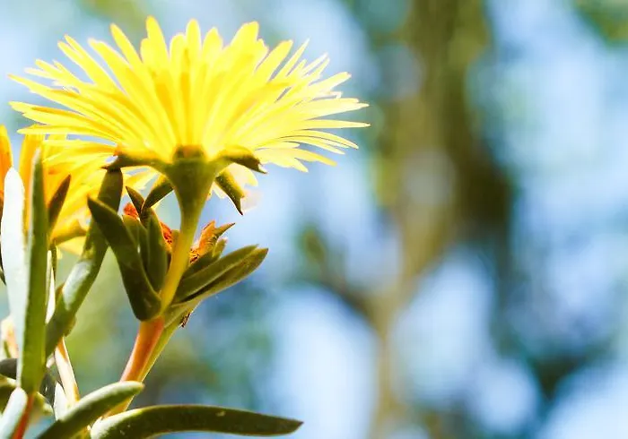 Caterina - Solemar Sicilia