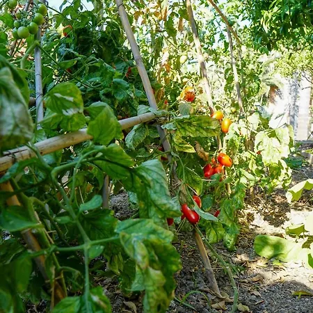 Caterina - Solemar Sicilia *