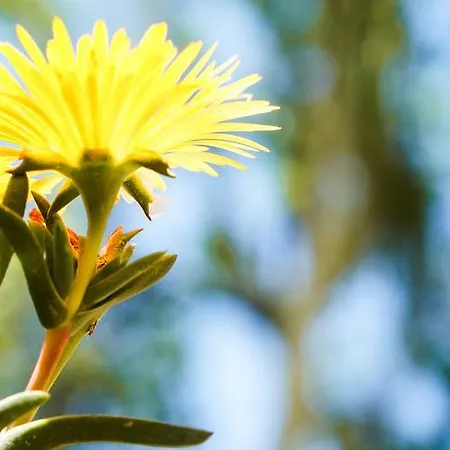 Caterina - Solemar Sicilia