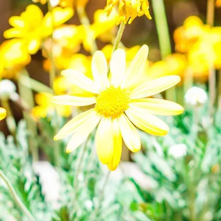 Caterina - Solemar Sicilia