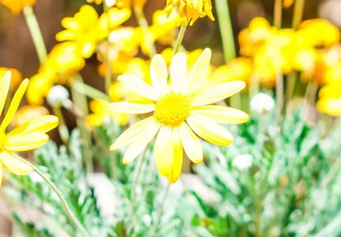 Caterina - Solemar Sicilia